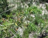 Juniperus oblonga. Верхушка ветви. Дагестан, Левашинский р-н, окр. с. Цудахар, ок. 1300 м н.у.м., известняковый склон. 11.06.2019.