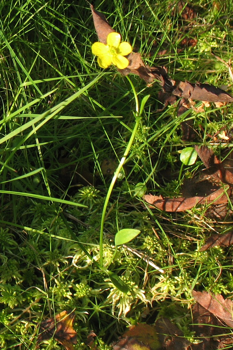 Изображение особи Ranunculus flammula.