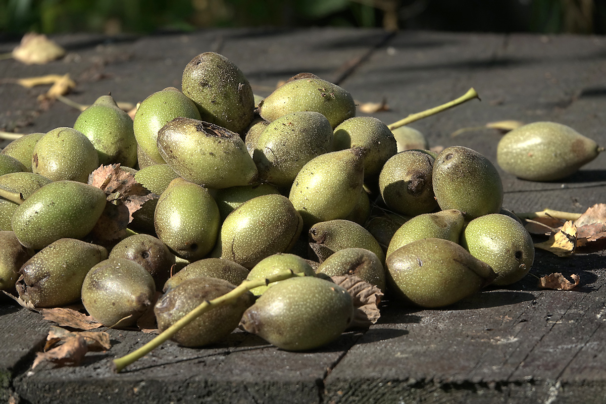 Image of Juglans mandshurica specimen.