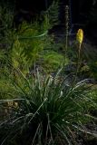 Kniphofia uvaria