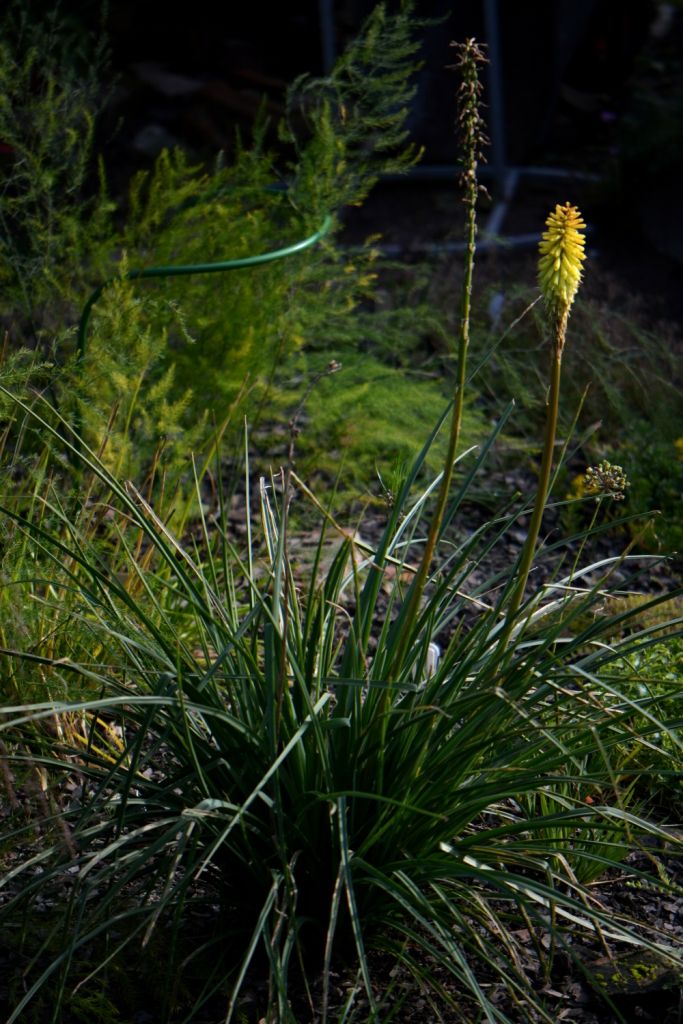 Изображение особи Kniphofia uvaria.