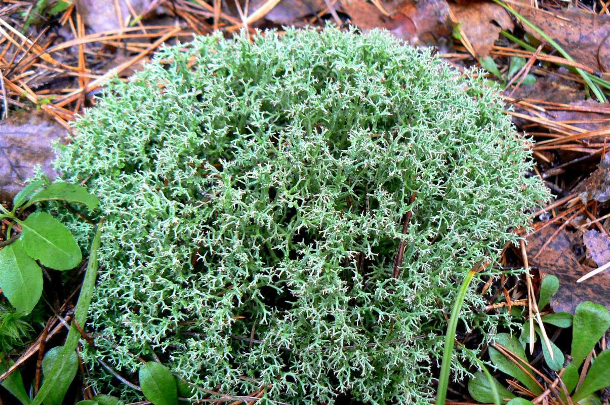 Изображение особи род Cladonia.