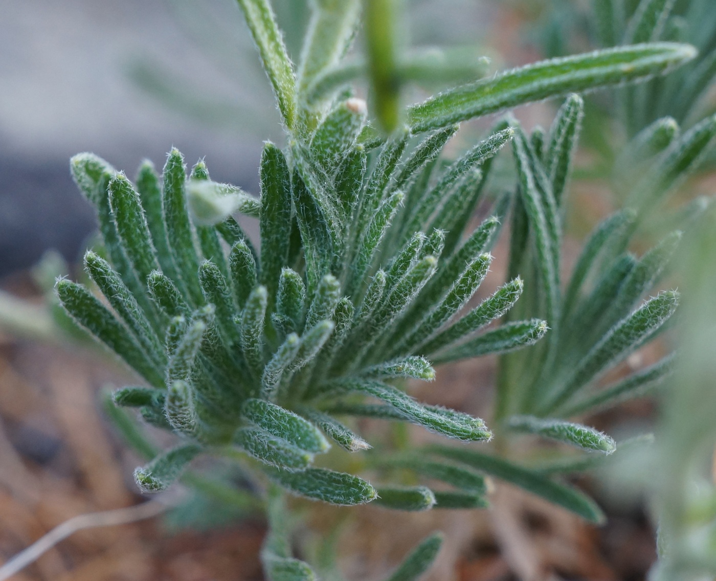 Изображение особи Ptilotrichum tenuifolium.