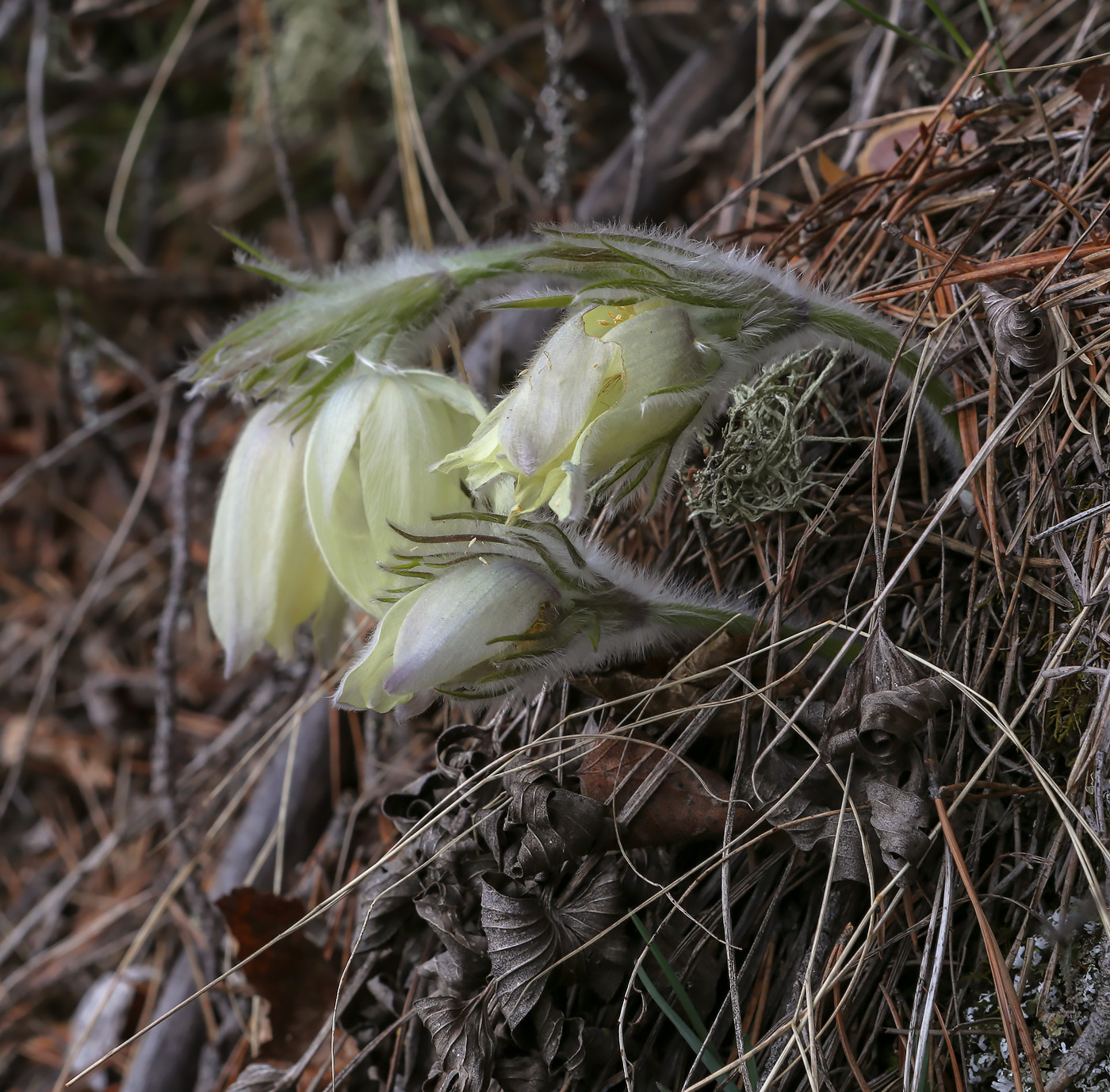 Изображение особи Pulsatilla uralensis.