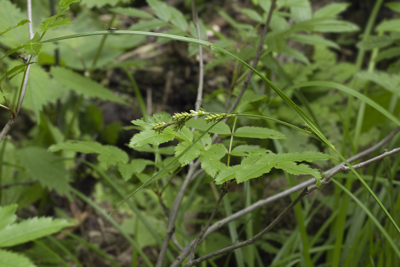 Image of Carex augustinowiczii specimen.