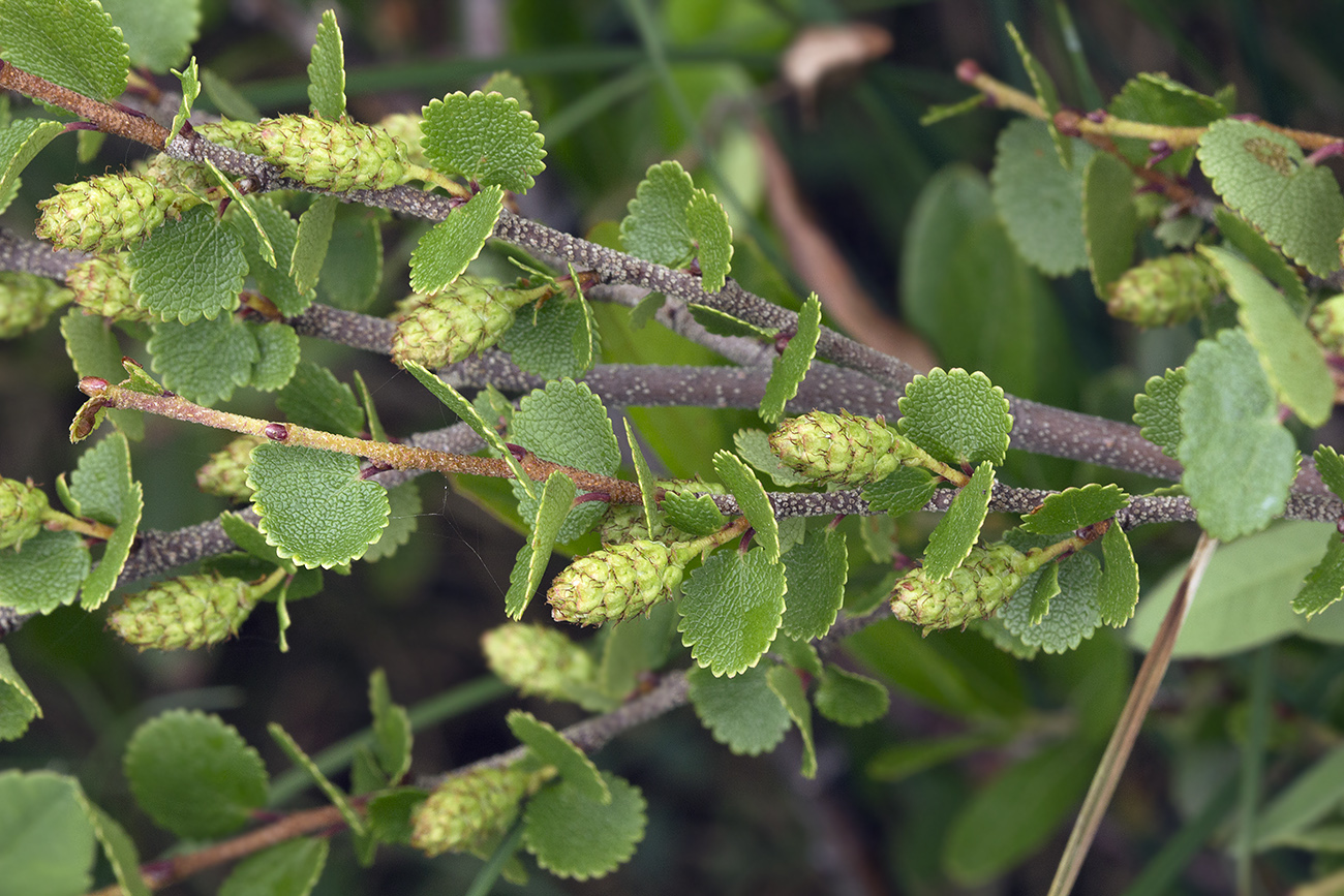 Image of Betula exilis specimen.