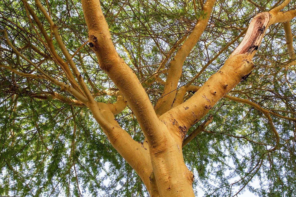 Изображение особи Vachellia xanthophloea.