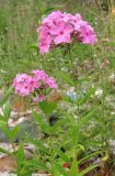 Phlox paniculata. Верхушки растений с соцветиями. Архангельская обл., Вельский р-н, окр. пос. Усть-Шоноша, свалка. 28 июля 2010 г.