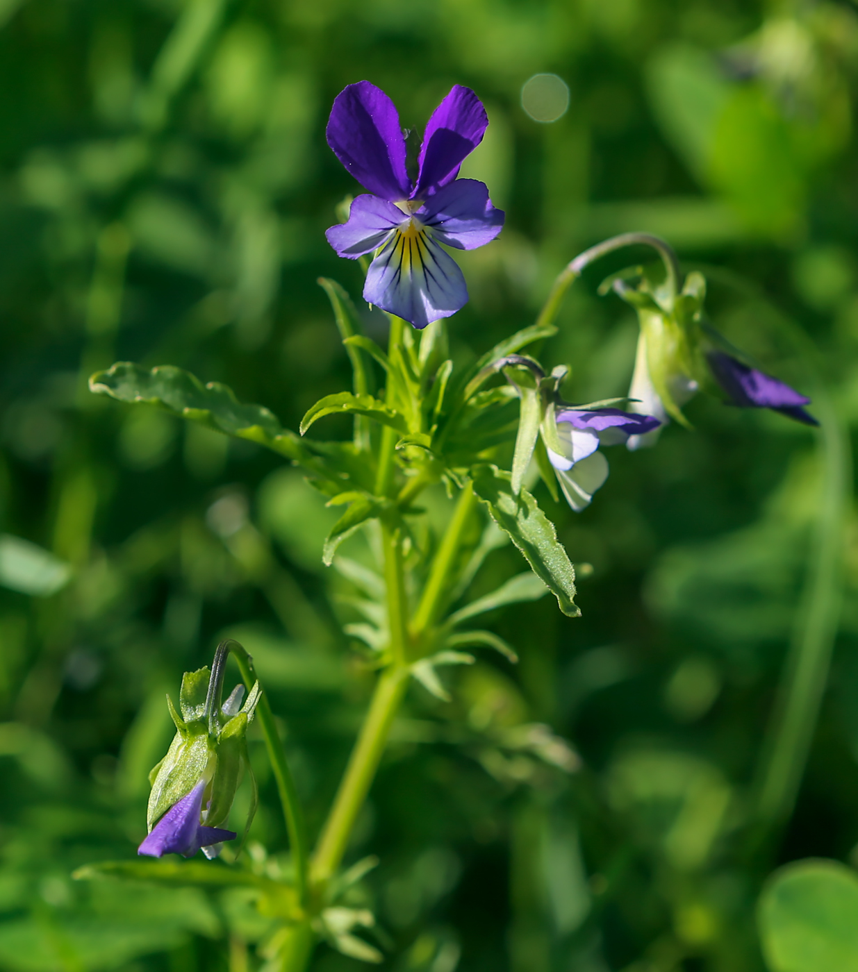 Изображение особи Viola tricolor.