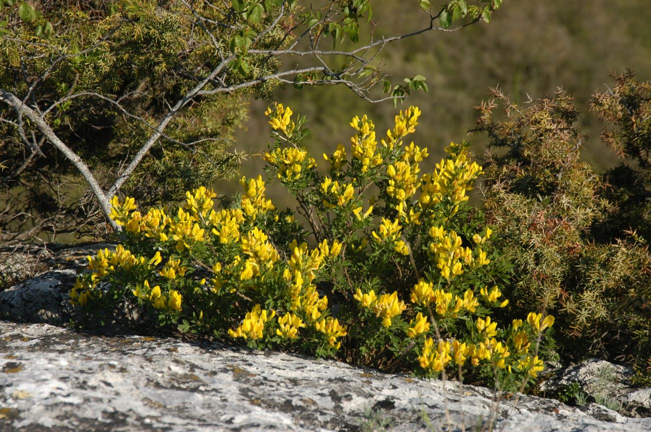 Изображение особи Chamaecytisus ruthenicus.