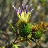 Cousinia chlorocephala