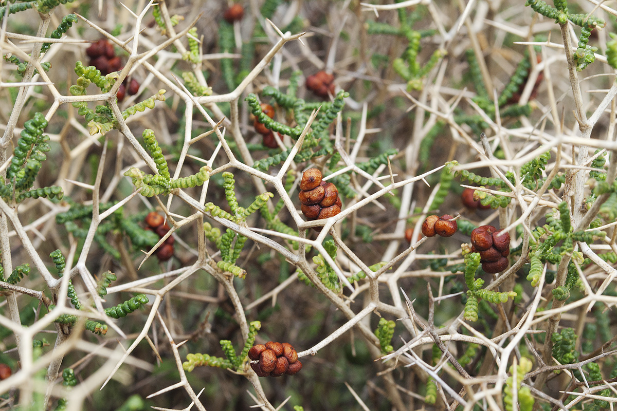 Изображение особи Sarcopoterium spinosum.