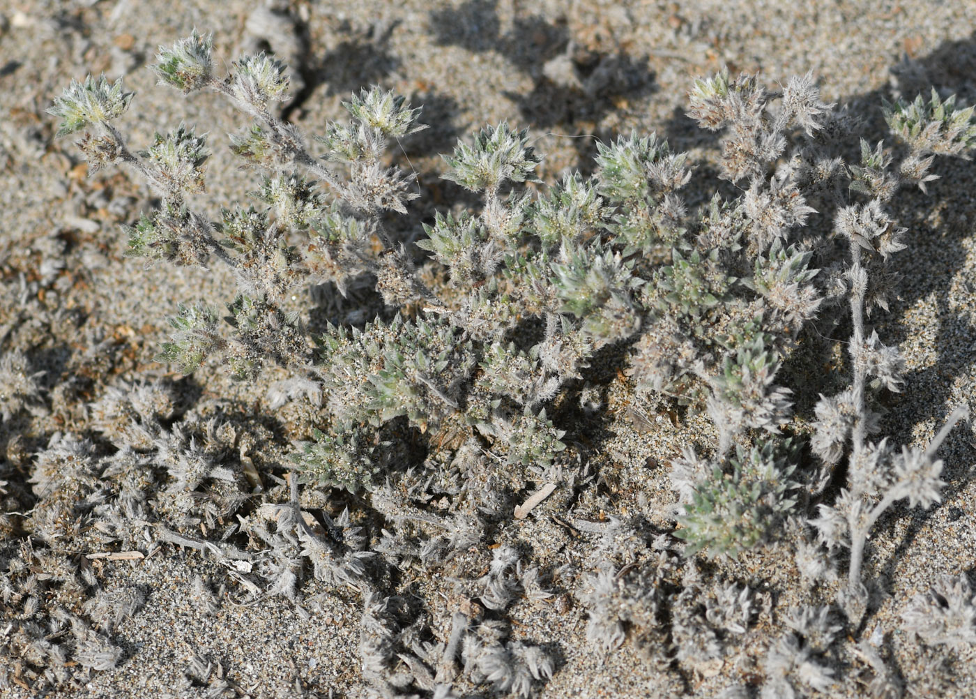 Изображение особи Tiquilia paronychioides.