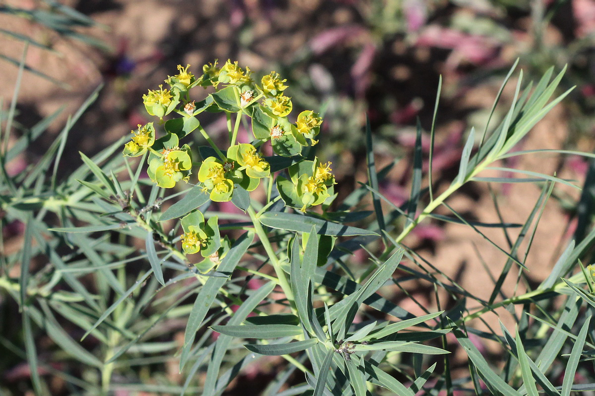 Image of Euphorbia virgata specimen.