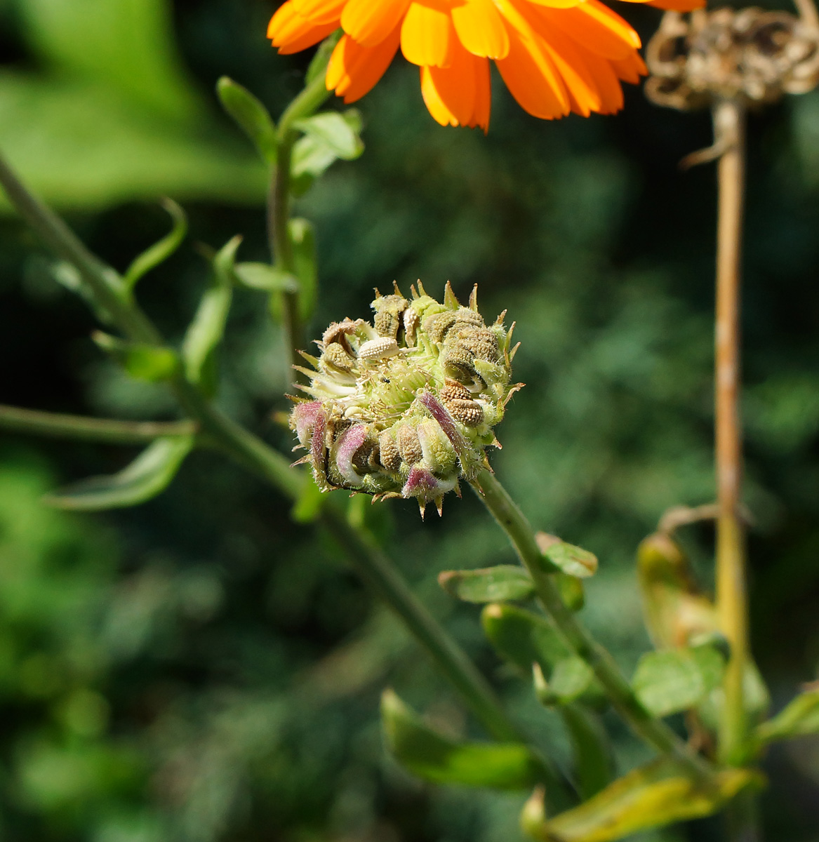 Image of Calendula officinalis specimen.