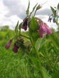 Symphytum officinale