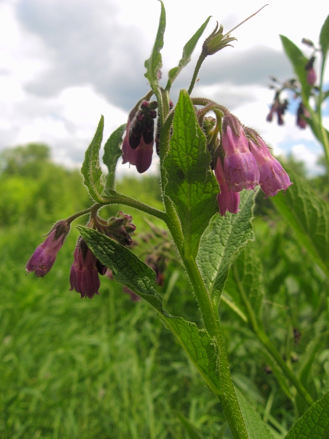 Изображение особи Symphytum officinale.