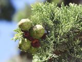 Cupressus sempervirens. Верхушка ветки с незрелыми шишками. Крым, г. Судак, у входа на пляж, в озеленении. 12.08.2018.