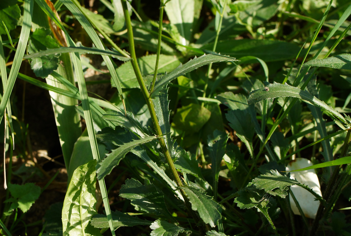 Image of Leucanthemum maximum specimen.