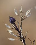 Iberis linifolia. Соплодие со зрелым и вскрывшимися стручочками. Испания, автономное сообщество Каталония, провинция Жирона, комарка Баш Эмпорда, муниципалитет Сант-Фелиу-де-Гишольс, окр. памятника природы Pedralta (Педральта), в подлеске сосново-дубового леса. 08.03.2020.