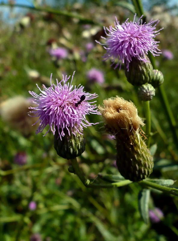 Изображение особи Cirsium setosum.