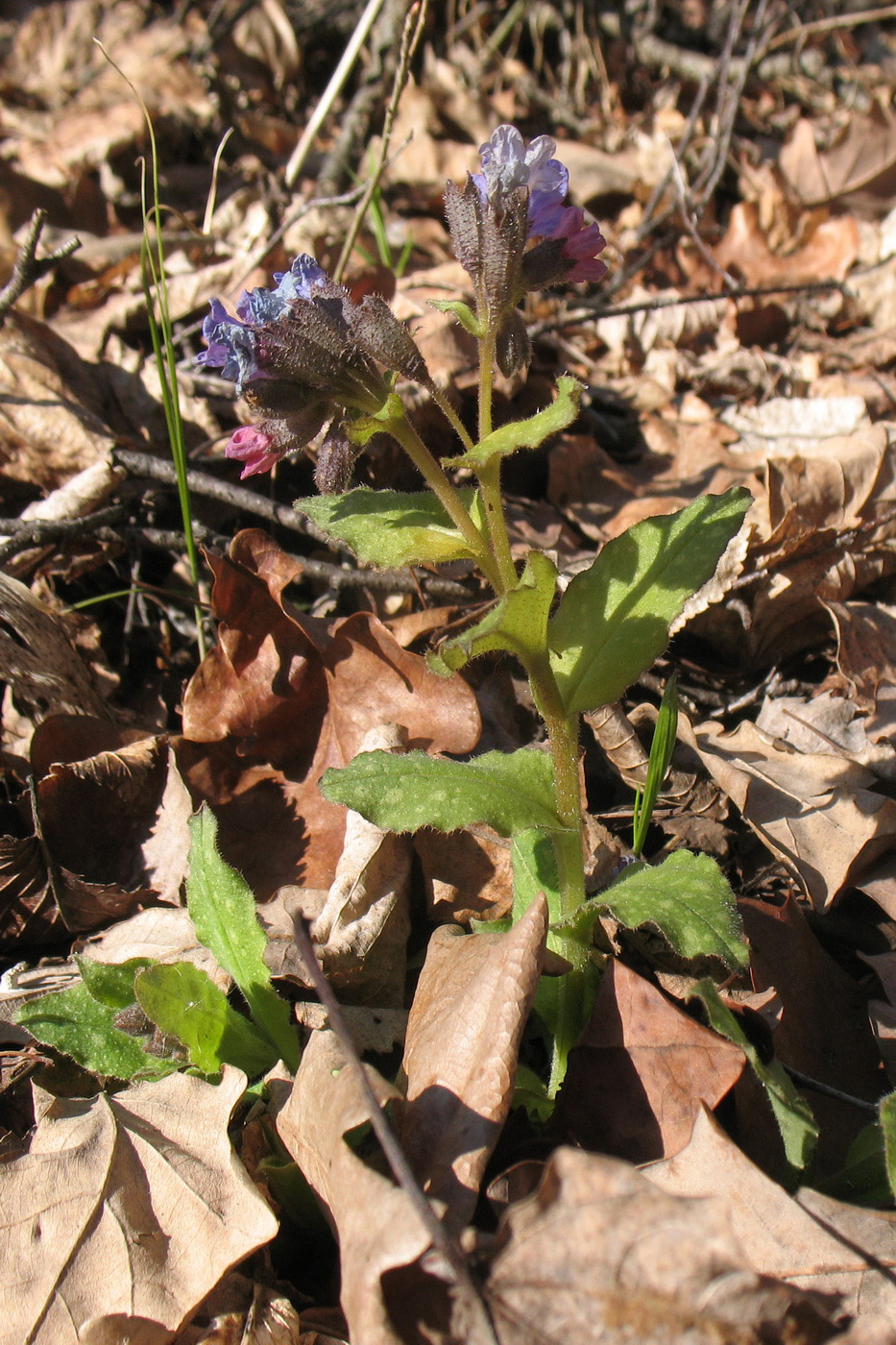 Image of Pulmonaria obscura specimen.