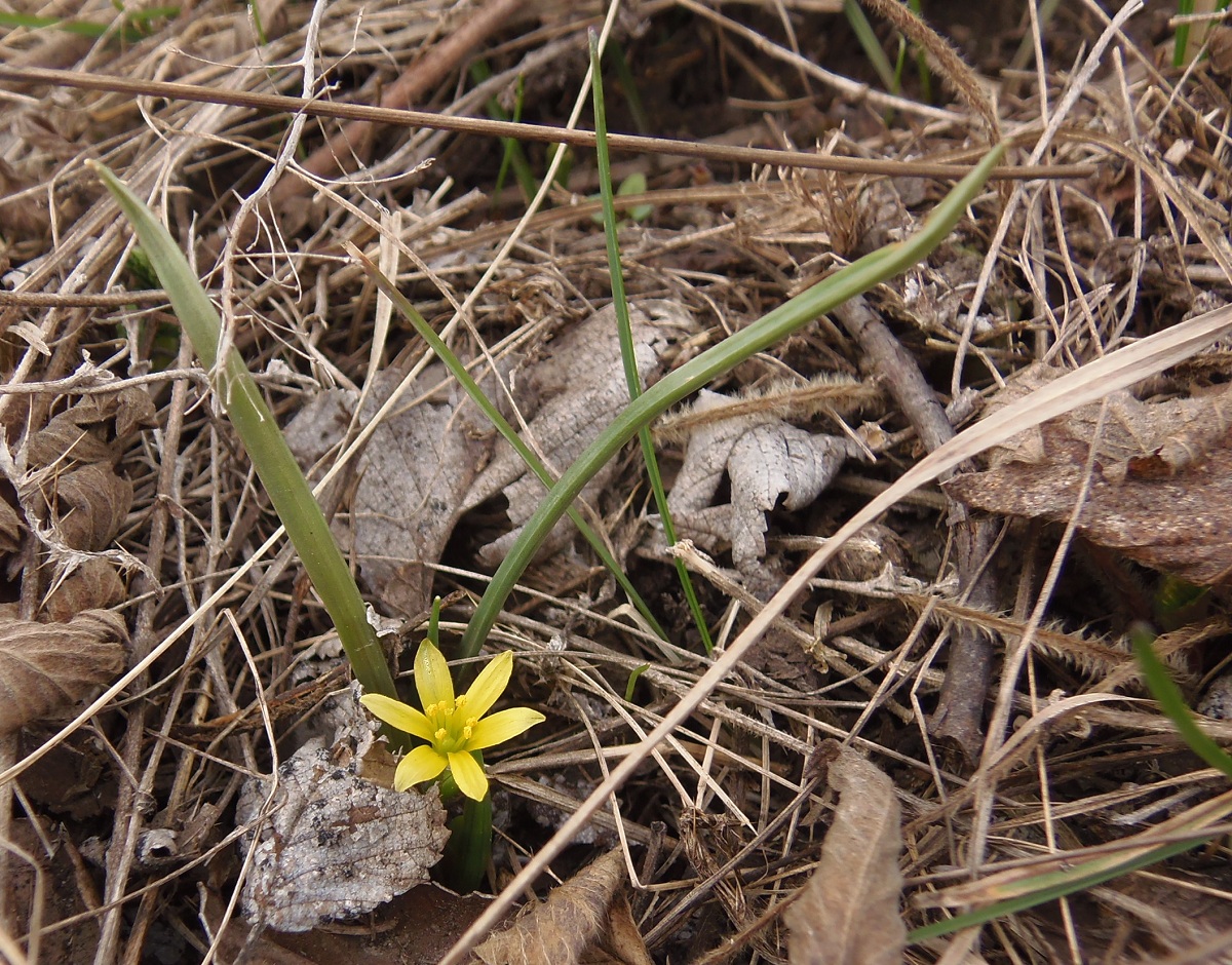 Image of genus Gagea specimen.