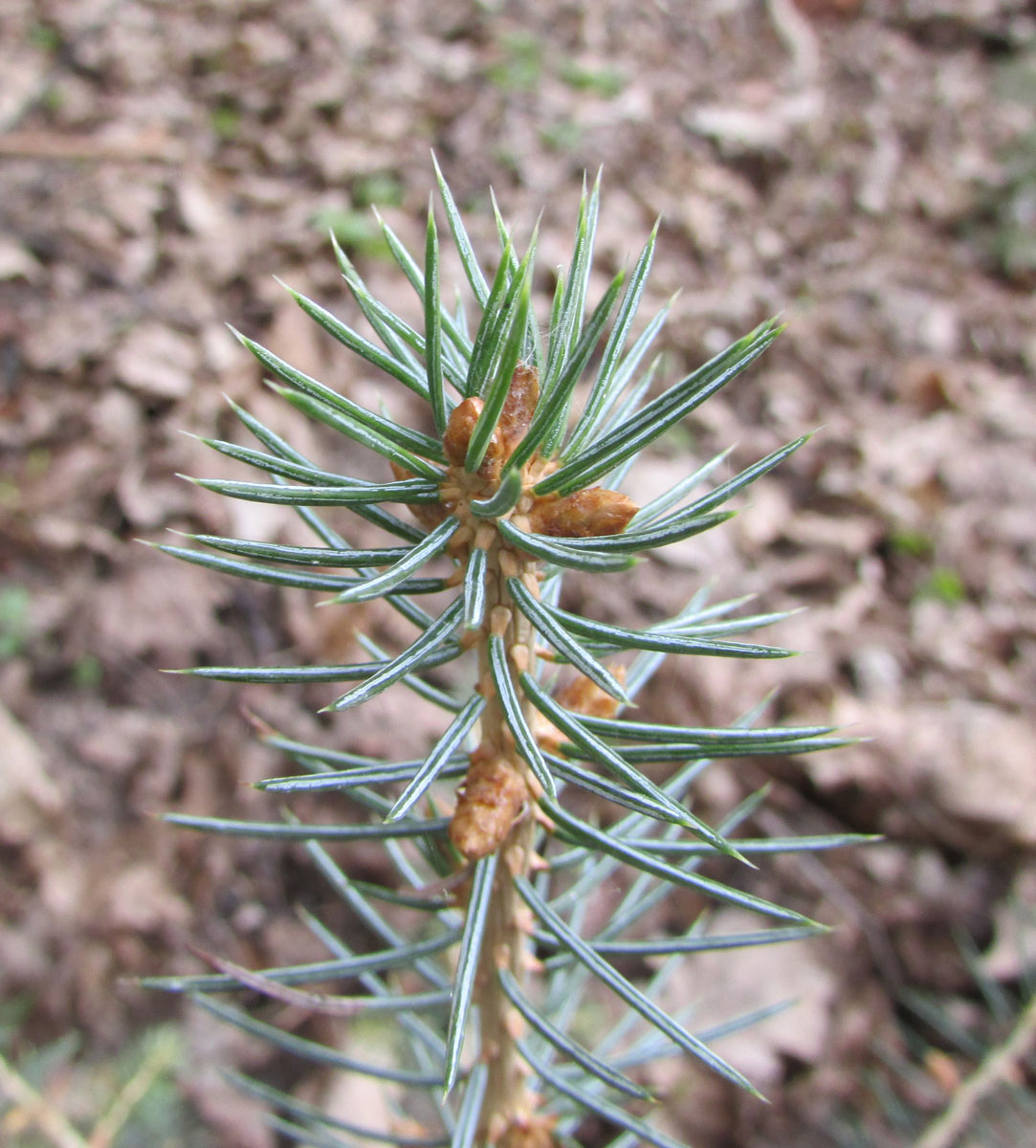 Image of Picea likiangensis specimen.