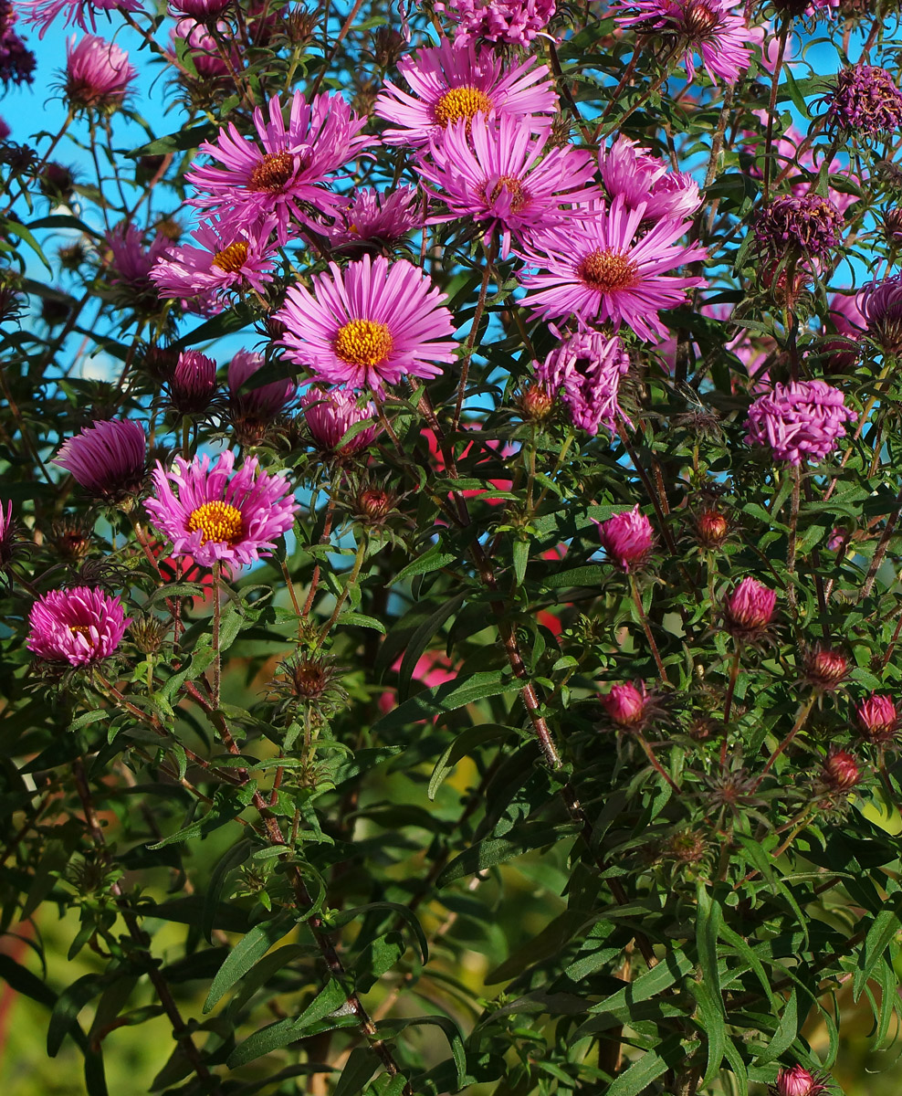 Image of Symphyotrichum novae-angliae specimen.