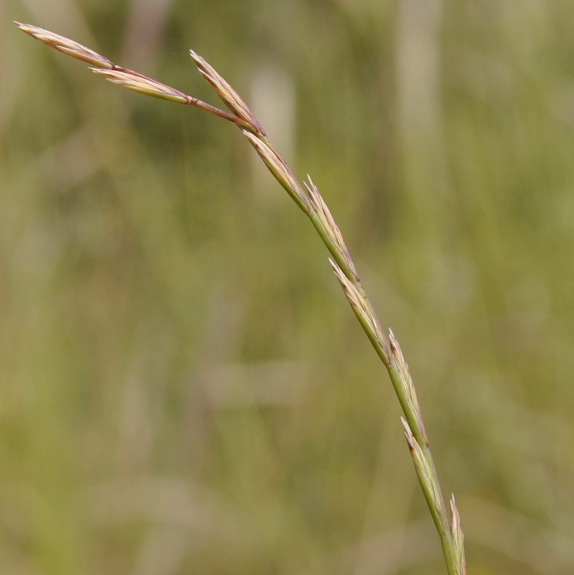 Image of genus Lolium specimen.