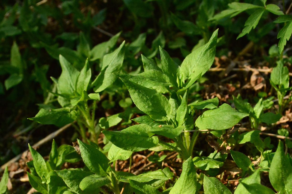 Image of Stellaria nemorum specimen.