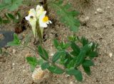 Linaria japonica