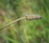 Plantago lanceolata. Верхушка побега с соцветием. Пермский край, г. Пермь, Кировский р-н, суходольный луг вдоль склона песчаного карьера. 23.05.2020.