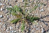 Sisymbrium altissimum. Нижняя часть растения. Санкт-Петербург, Приморский р-н, окр. просп. Испытателей и Гаккелевской ул., у края участка со стройматериалом. 29.05.2020.