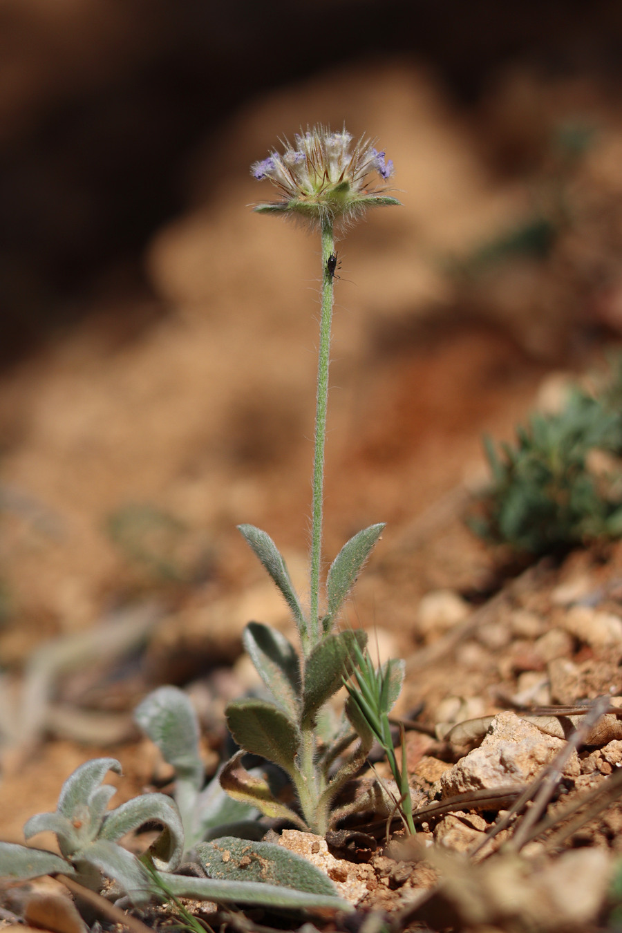 Изображение особи Lomelosia brachiata.