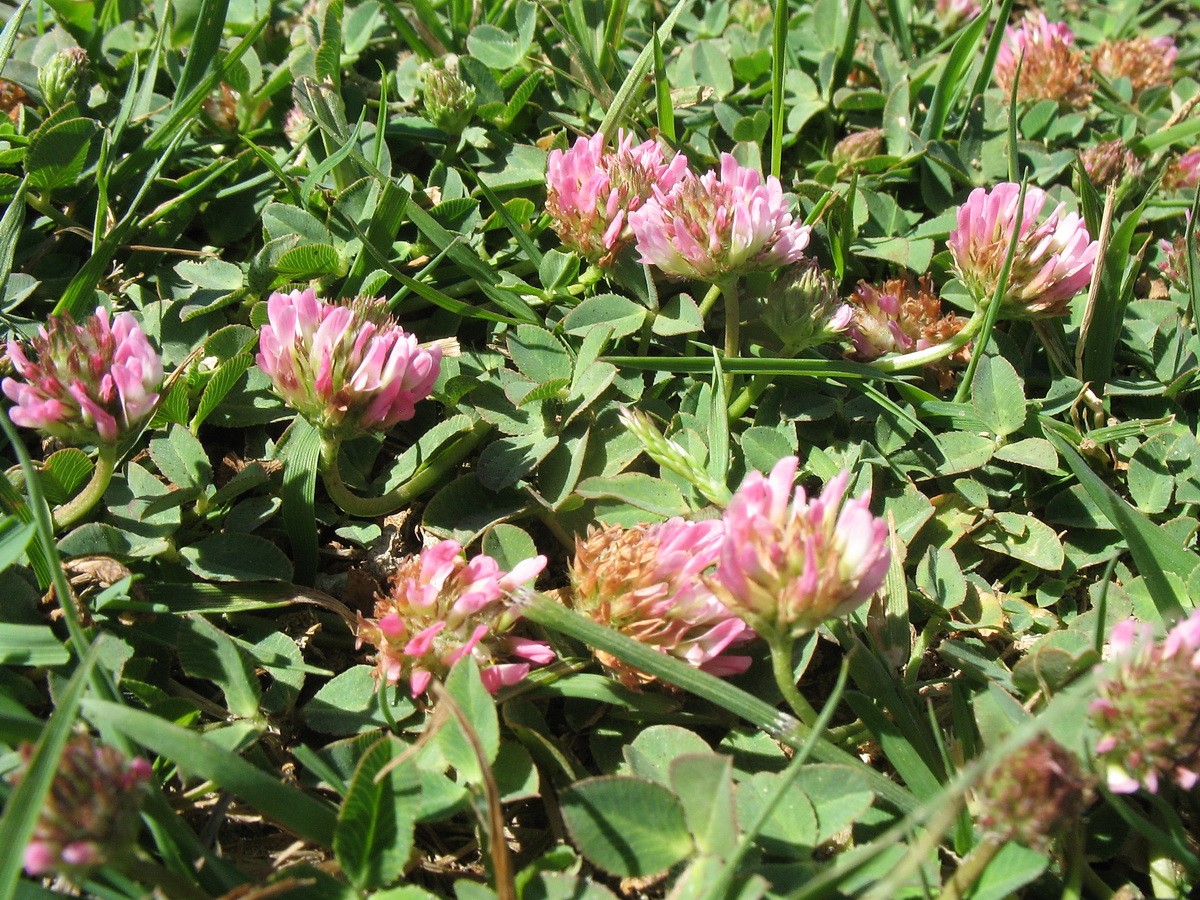 Изображение особи Trifolium fragiferum.