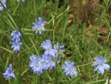 Cichorium intybus