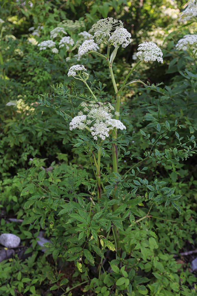 Image of Angelica anomala specimen.