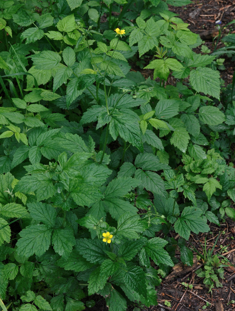 Изображение особи Geum urbanum.