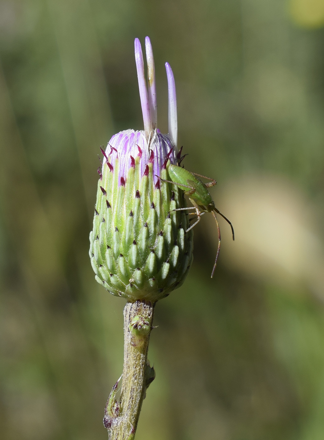 Image of Cirsium monspessulanum specimen.