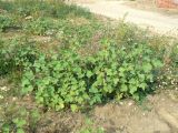 Xanthium orientale