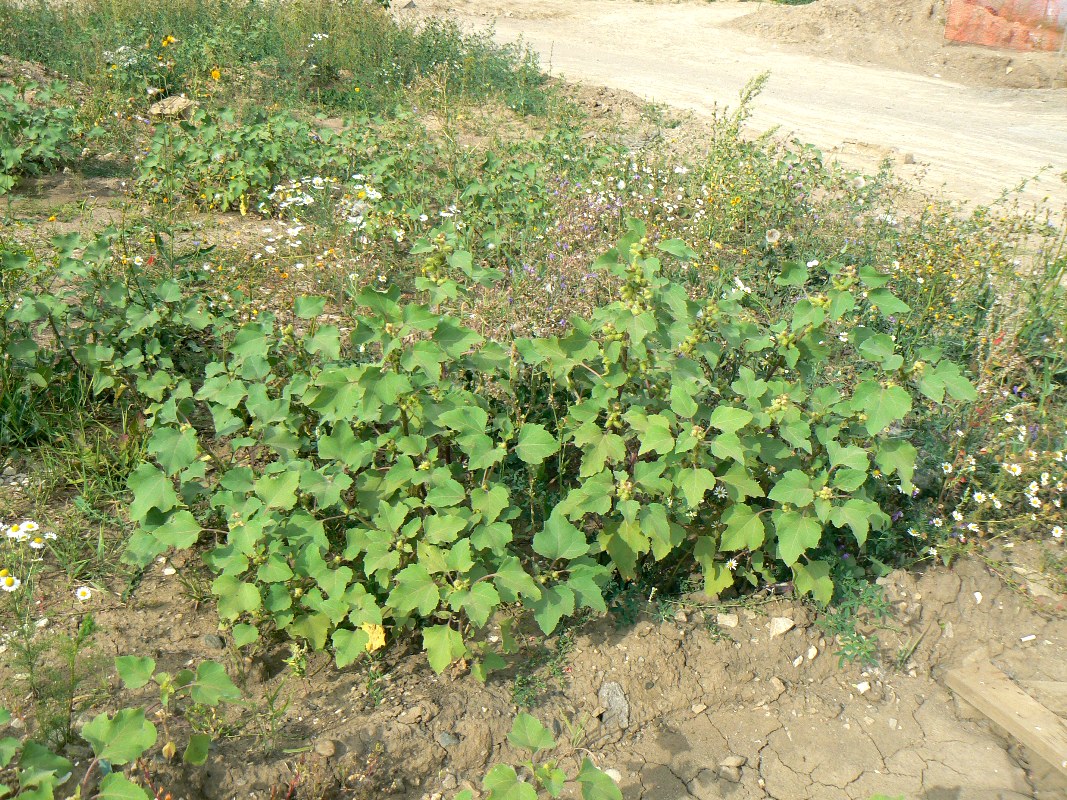 Image of Xanthium orientale specimen.