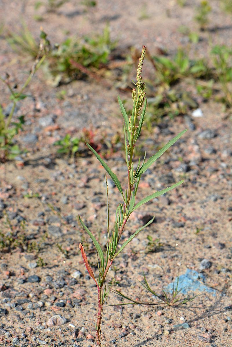 Image of Atriplex laevis specimen.