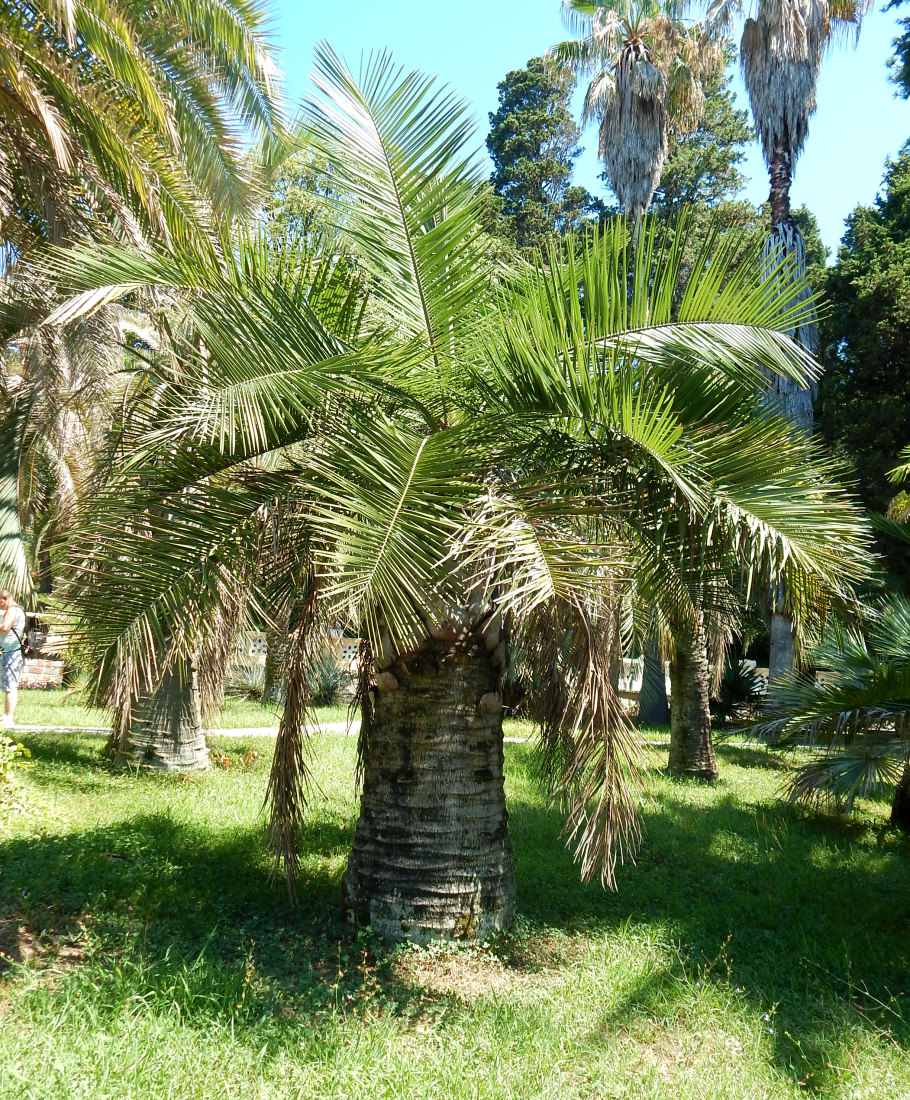 Image of Jubaea chilensis specimen.