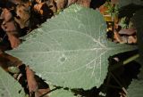 Sigesbeckia orientalis