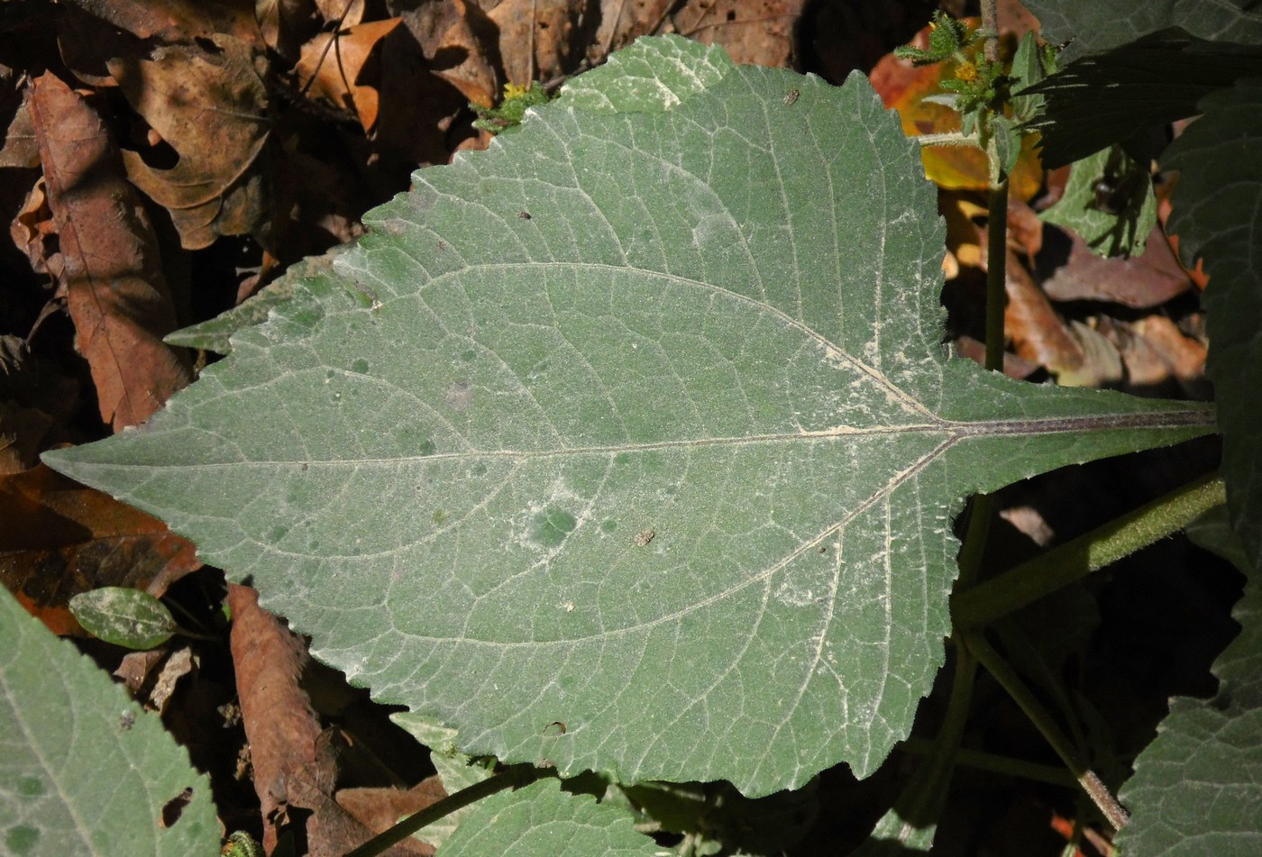 Image of Sigesbeckia orientalis specimen.