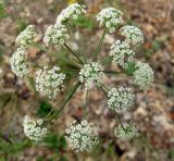 Peucedanum oreoselinum