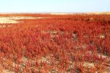 Salicornia perennans