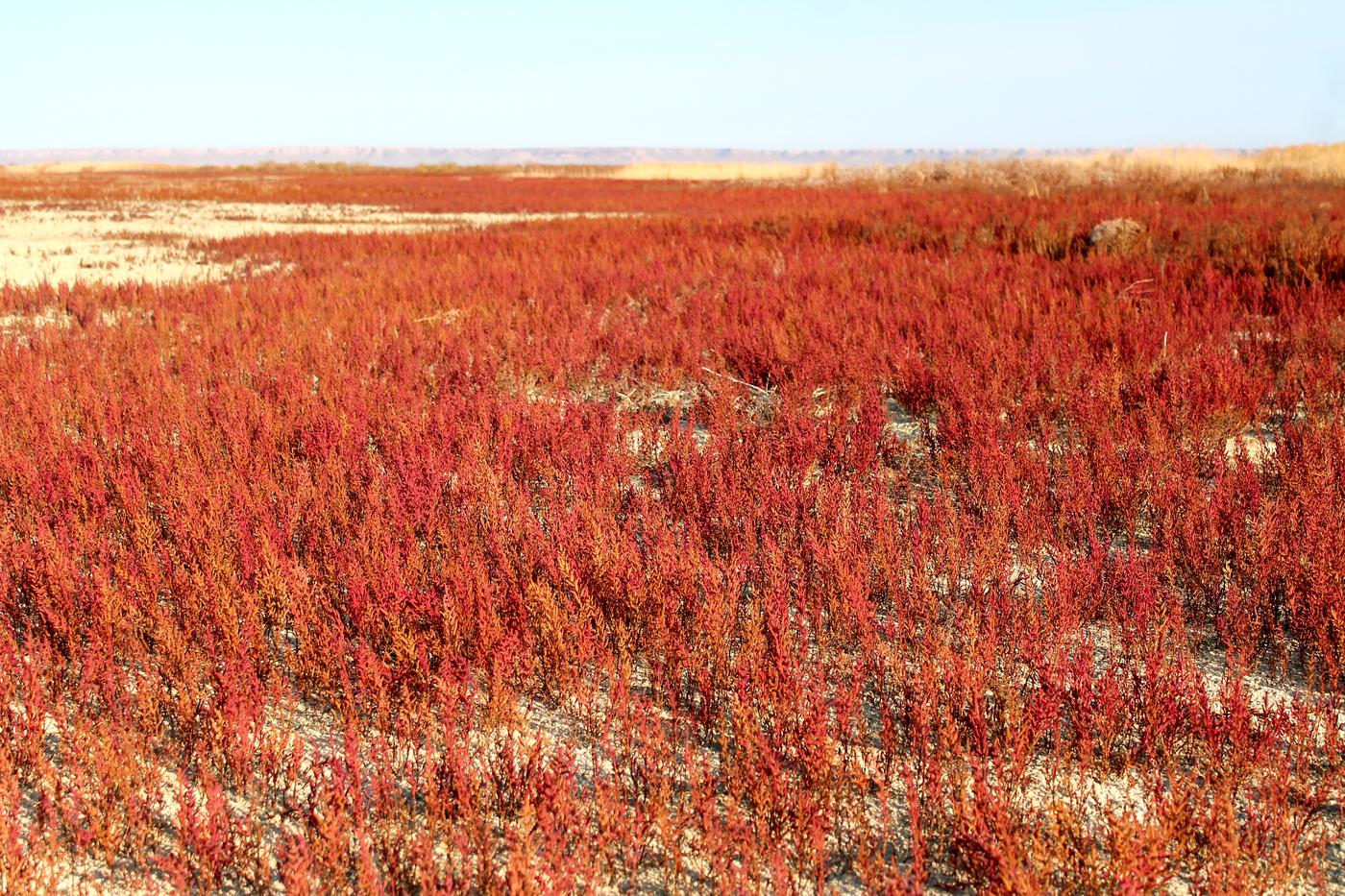 Изображение особи Salicornia perennans.