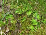 Peltigera aphthosa